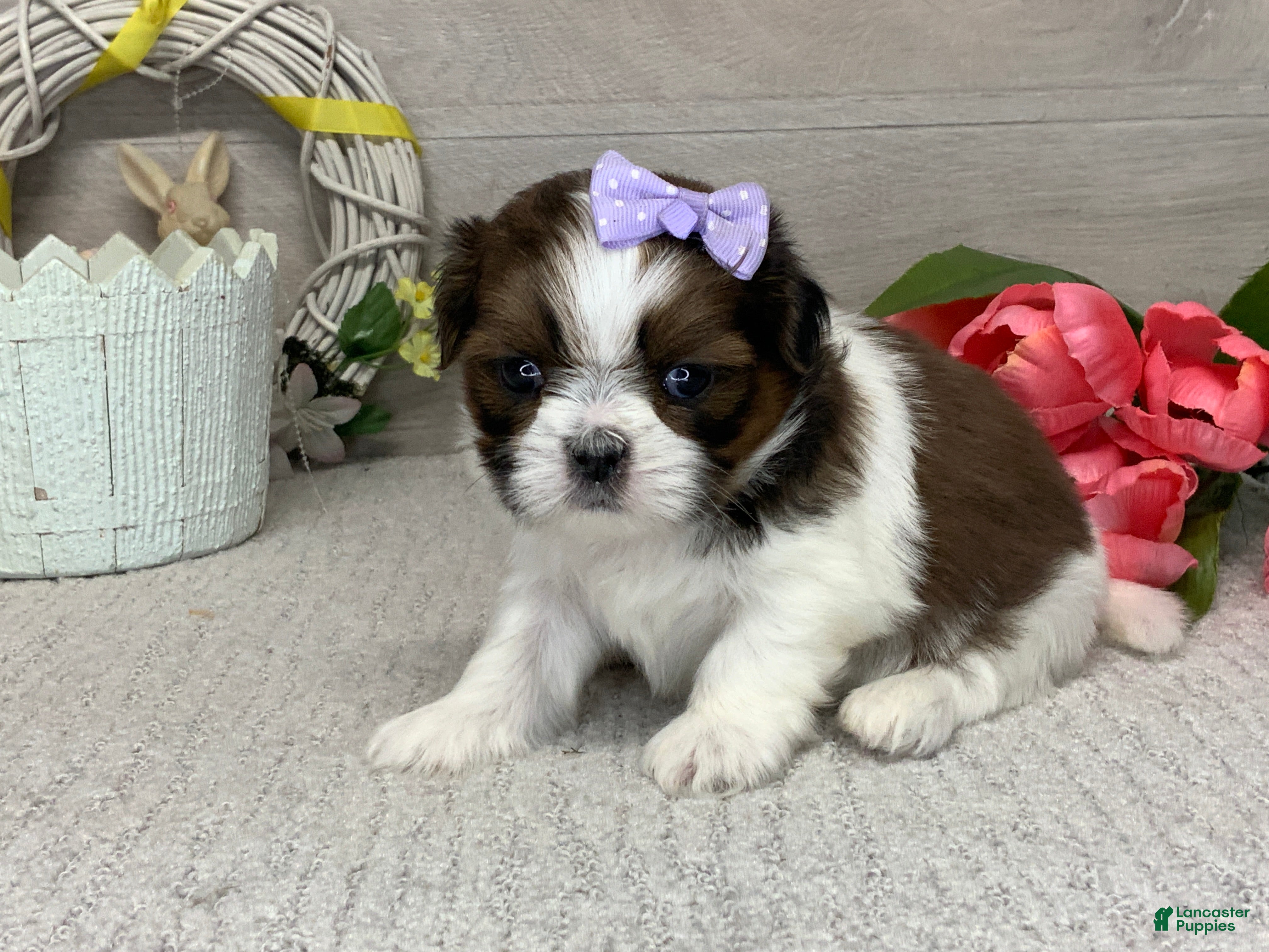 Shih Tzu dogs Lucy - Ad 1