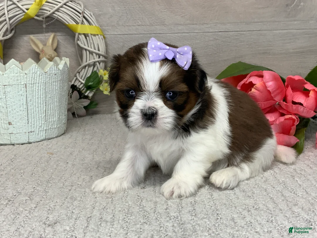 Shih Tzu dogs for sale: Lucy - Ad 1