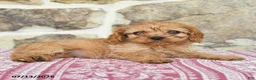 Cavapoo dogs for sale: Daffodil - Ad 4