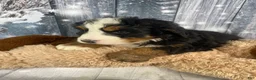 Bernese Mountain Dog dogs for sale: Sonny - Ad 5