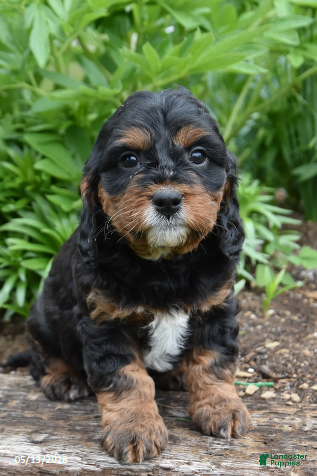 Cavapoo dogs for sale: Rosie - Ad 3