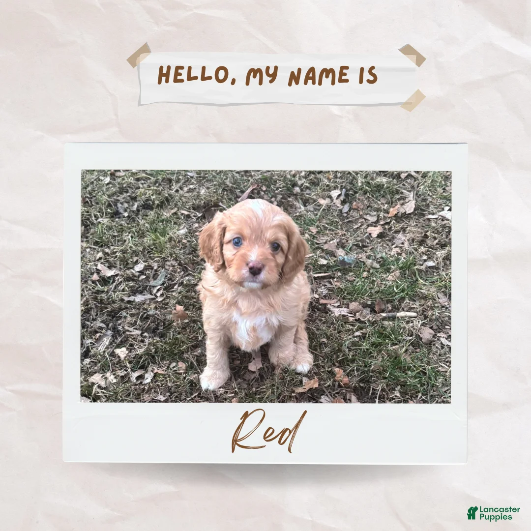 Cavapoo dogs for sale: Red - Ad 2