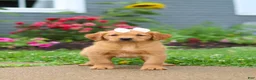 Golden Retriever dogs for sale: Beauty - Ad 12