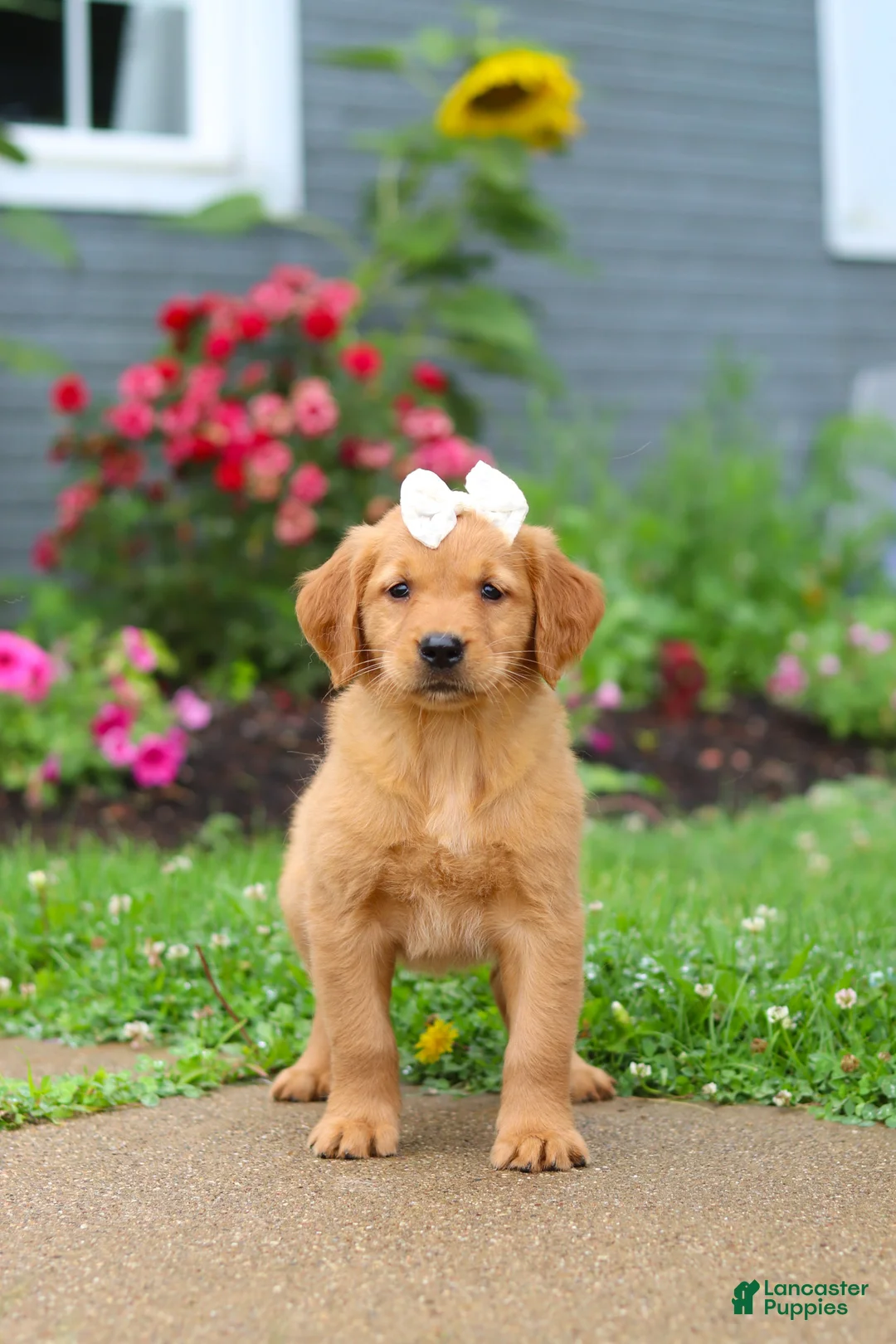 Golden Retriever dogs for sale: Beauty - Ad 12