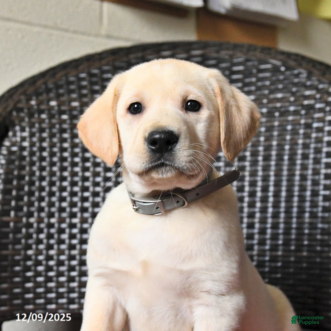 Labrador Retriever dogs for sale: Buster  - Ad 3