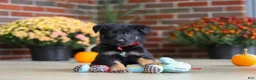 German Shepherd dogs for sale: Matthias - Ad 1
