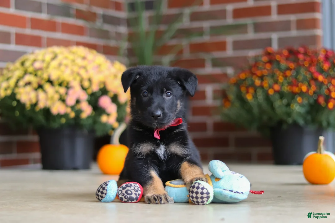German Shepherd dogs for sale: Matthias - Ad 1