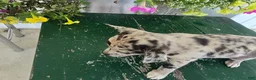 Chihuahua dogs for sale: Botches - Ad 4
