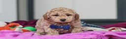 Mini Goldendoodle dogs for sale: Howie - Ad 10