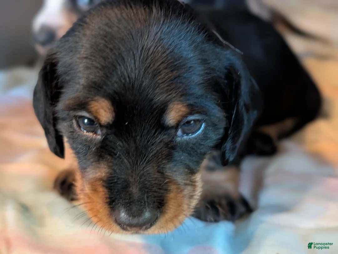 Miniature Dachshund dogs for sale: Black and tan Miniature Dachshund Puppy 1 - Ad 3