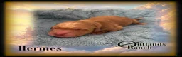 Golden Retriever dogs for sale: Hermes~Brown Collar - Ad 6