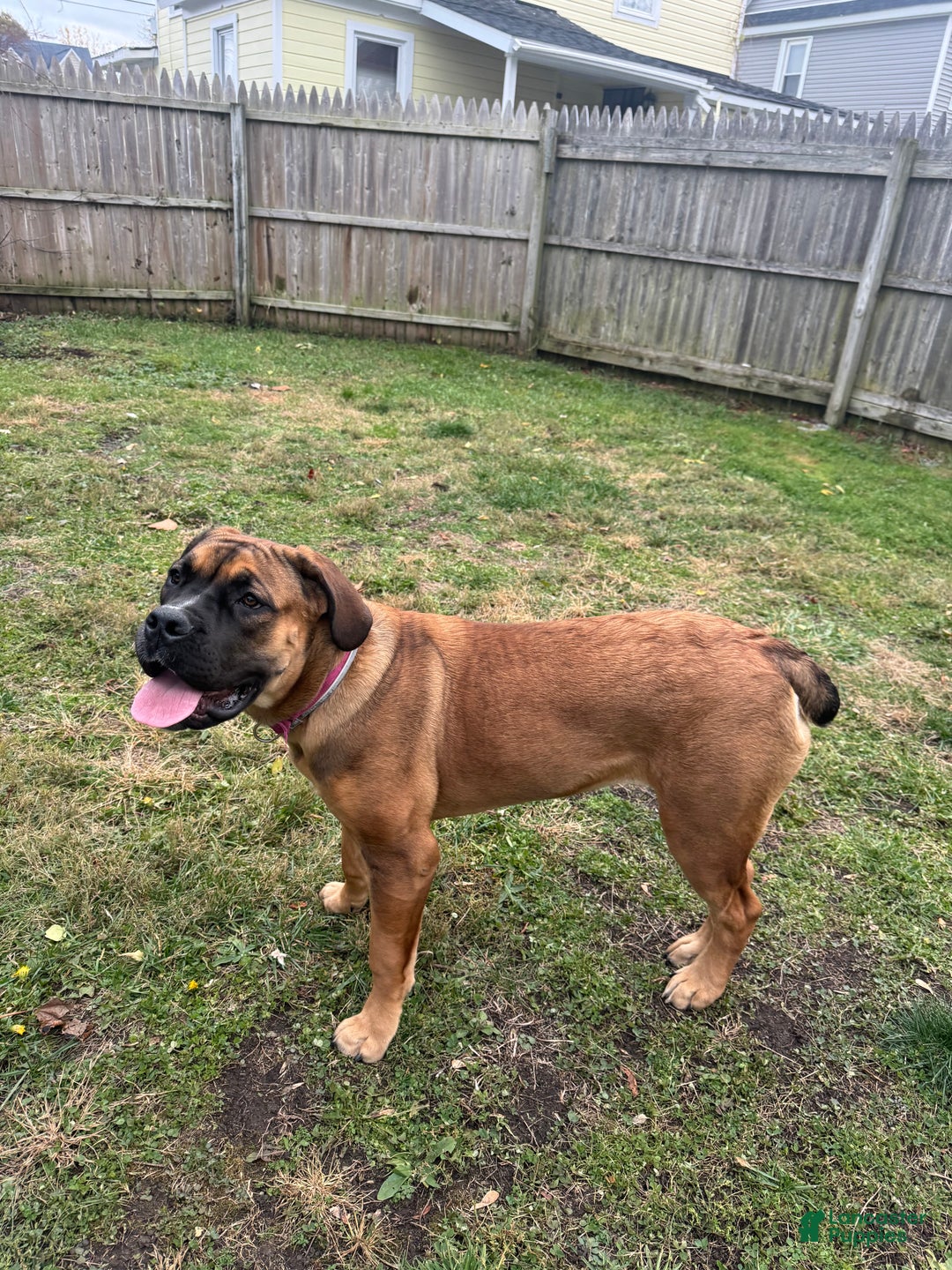 South African Boerboels dogs for sale: Boerboel female - Ad 3