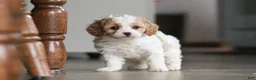Miniature Poodle dogs for sale: Ava - Ad 7