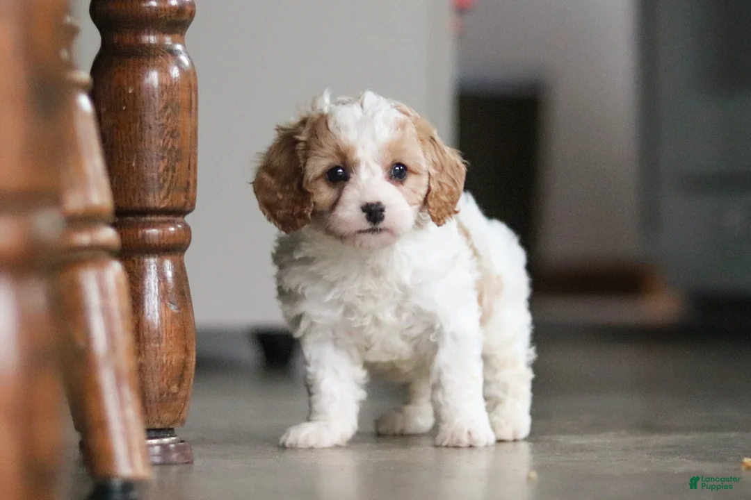 Miniature Poodle dogs for sale: Ava - Ad 7