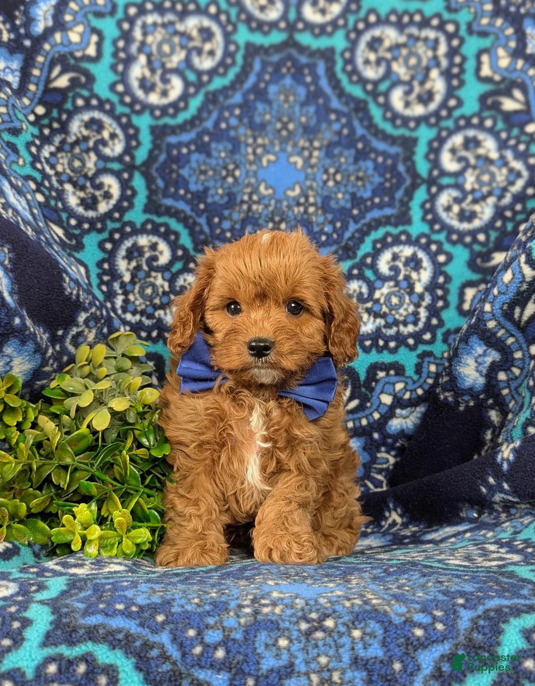 Cavapoo dogs for sale: Everett - Ad 2