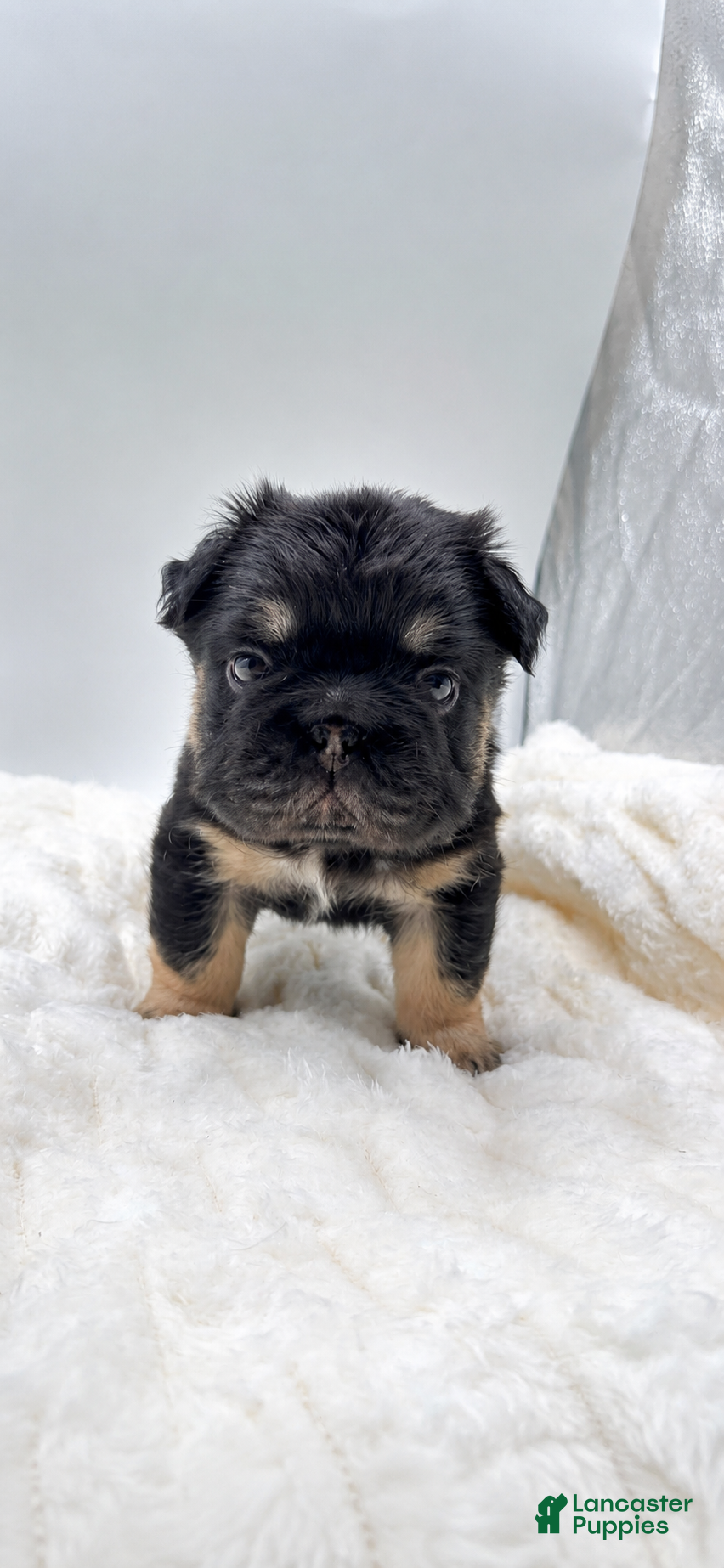French Bulldog dogs T-Bone - Ad 40