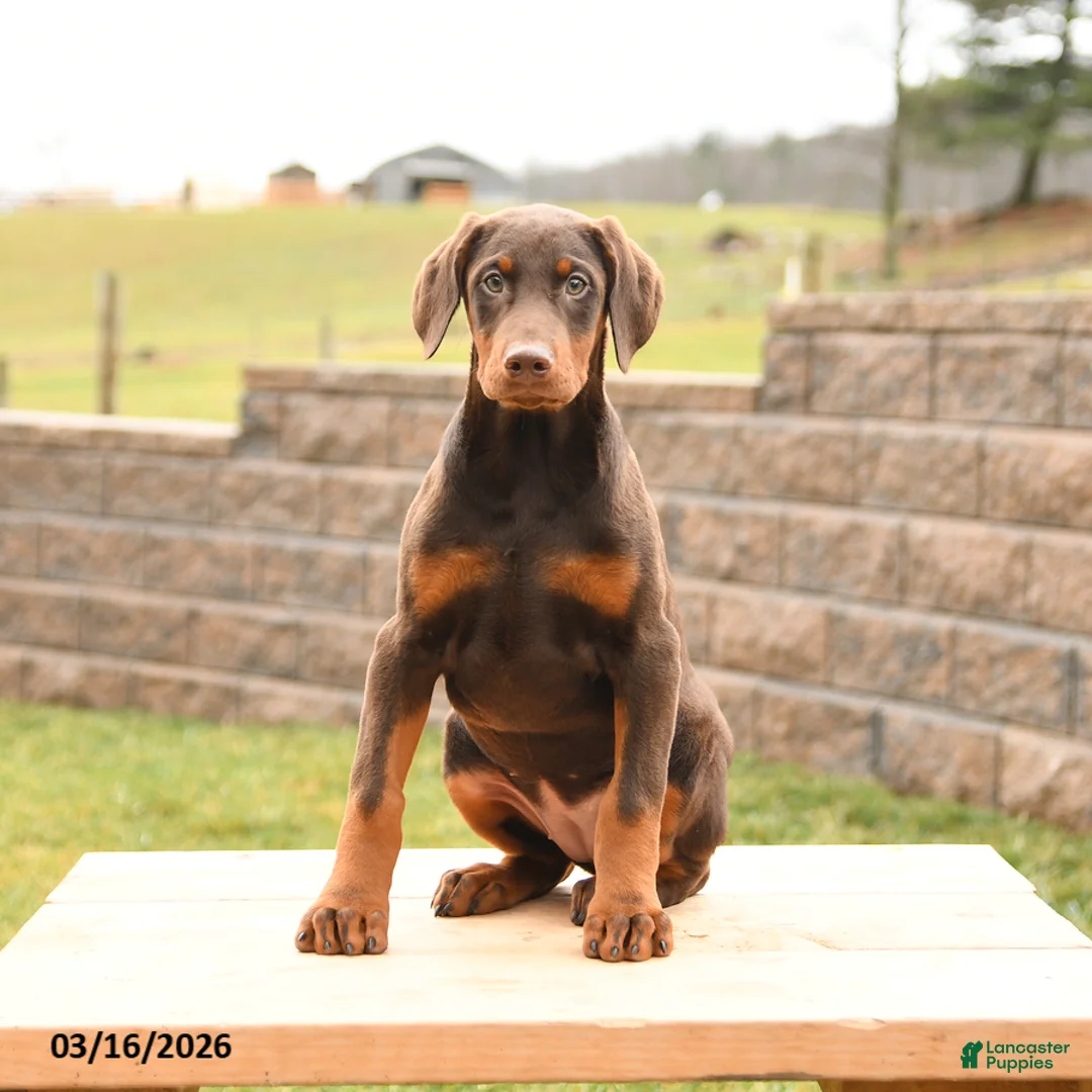 Doberman Pinscher dogs for sale: Fancy - Ad 2