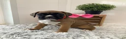 Boxer dogs for sale: Boxer Puppy 3- Susie - Ad 8