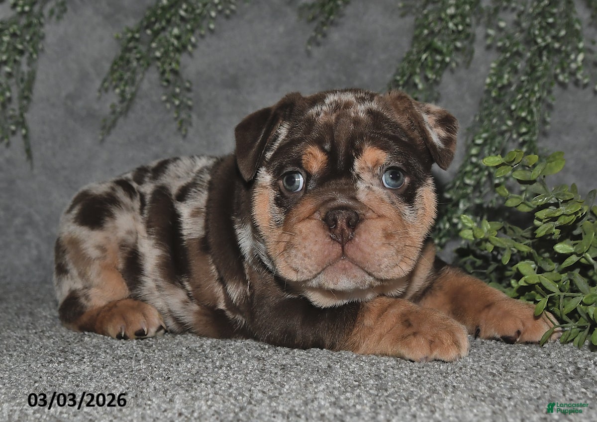 English Bulldog dogs Ashton - Ad 2