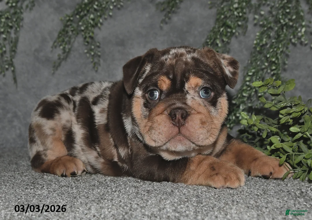 English Bulldog dogs for sale: Ashton - Ad 2
