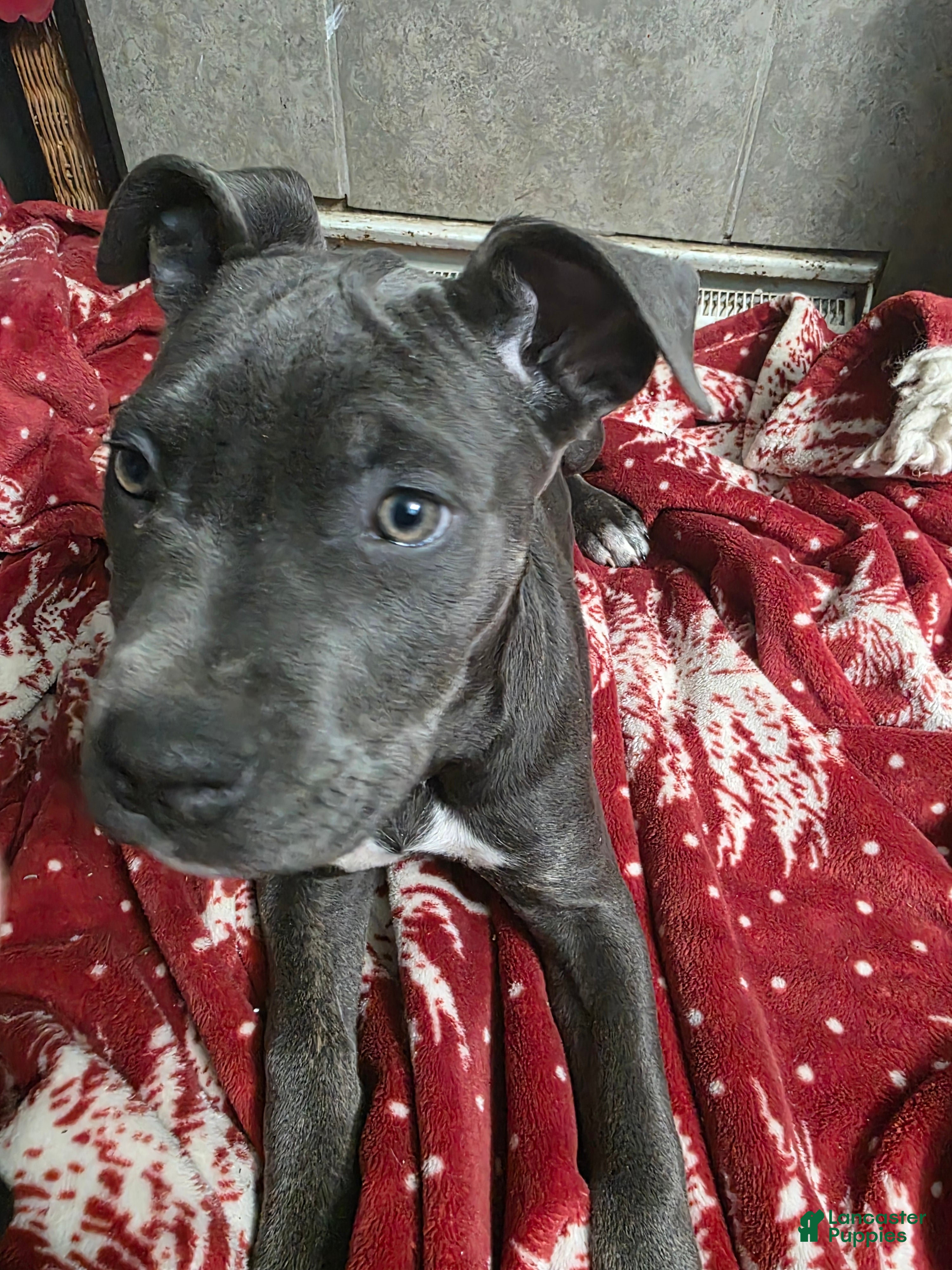 Mixed Breed dogs Athena - Ad 42