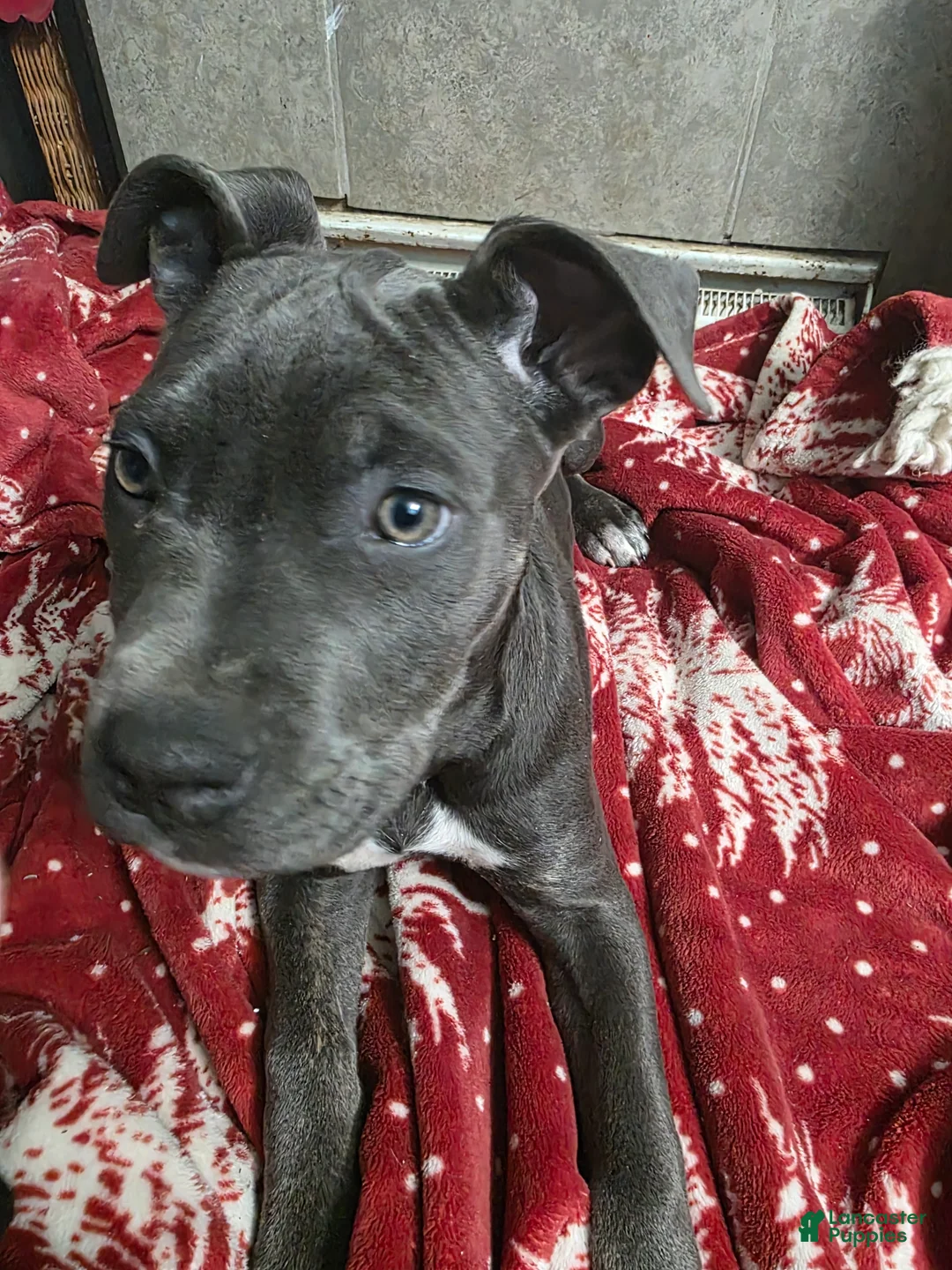 Mixed Breed dogs for sale: Athena - Ad 2