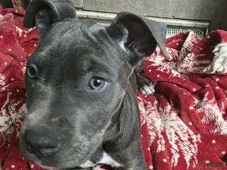 Mixed Breed dogs Athena - Ad 42