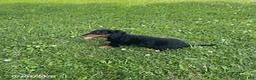 Miniature Dachshund dogs for sale: Allie - Ad 3
