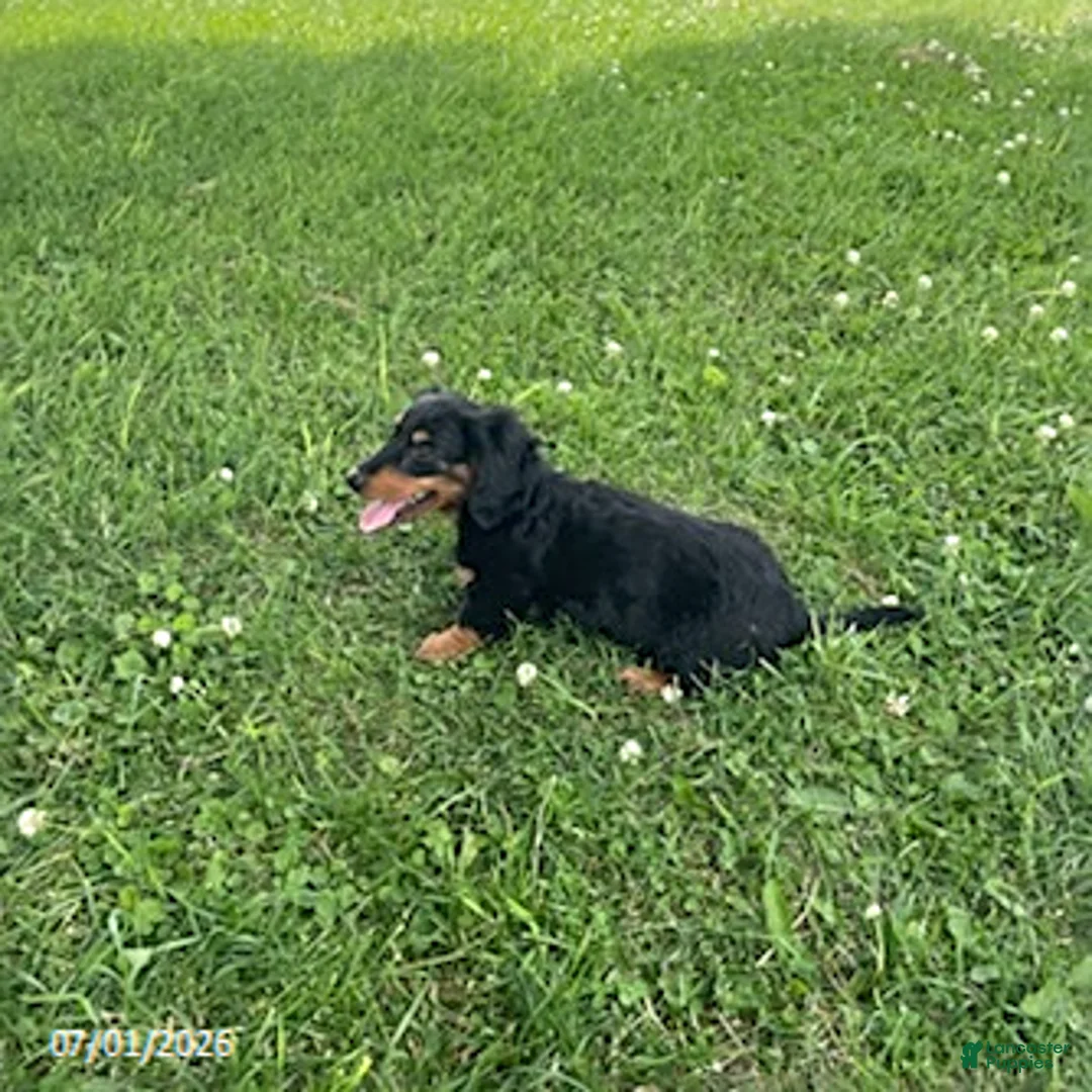 Miniature Dachshund dogs for sale: Allie - Ad 3