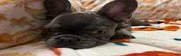 French Bulldog dogs for sale: Charlotte - Ad 6