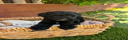 Yorkiepoo dogs for sale: Daisy 🌼 Yorkiepoo 1  - Ad 1