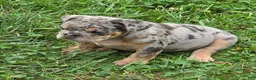 English Bulldog dogs for sale: Tinsel the lilac merle  - Ad 15