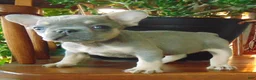 French Bulldog dogs for sale: Milly - Ad 6