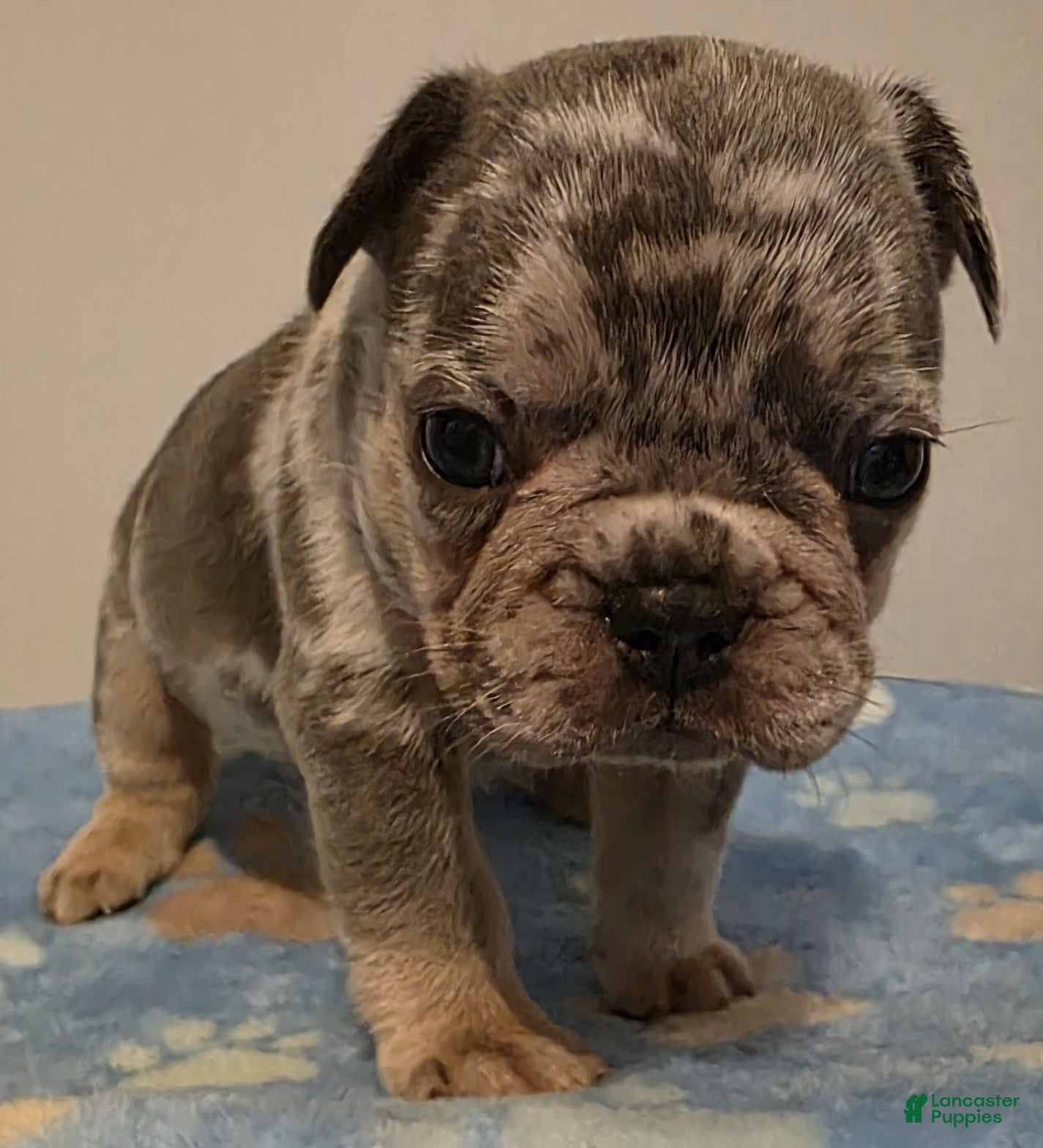 French Bulldog dogs Basil - Ad 1