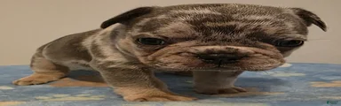 Basil