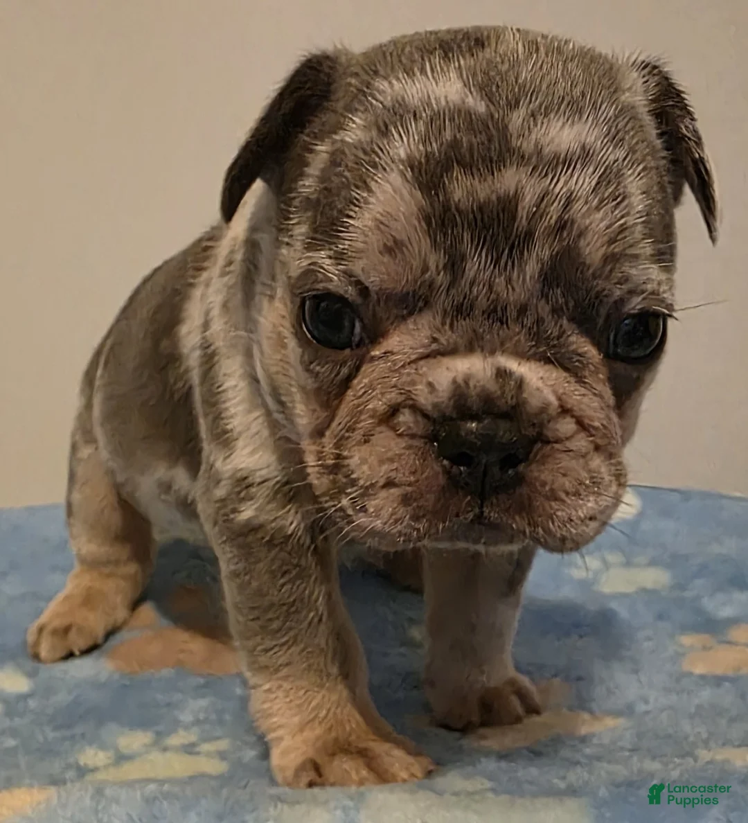 French Bulldog dogs for sale: Basil - Ad 1