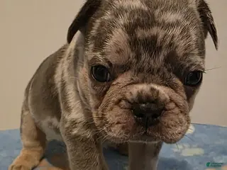 French Bulldog dogs for sale: Basil - Ad 4
