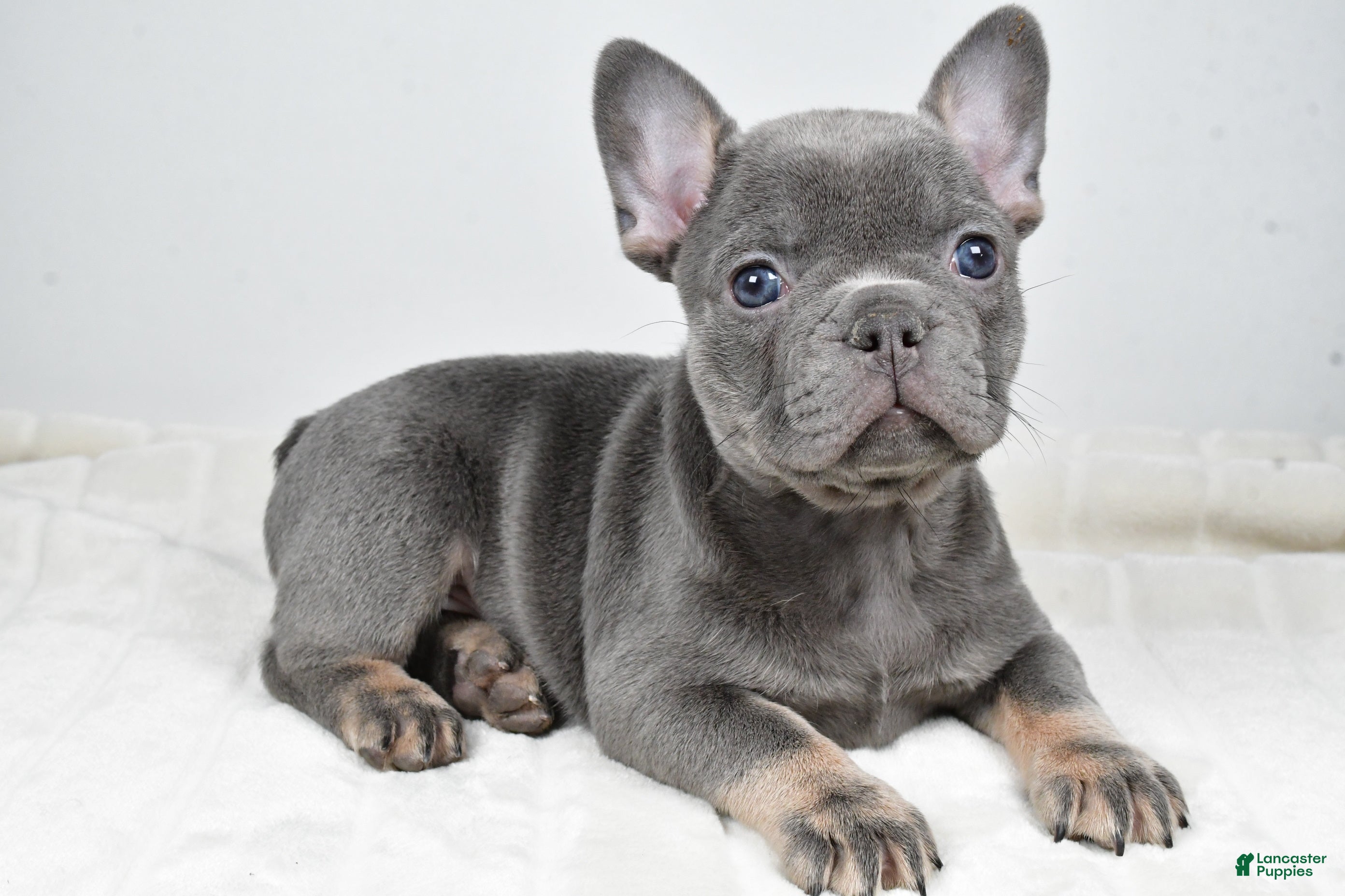 French Bulldog dogs Faith - Ad 3