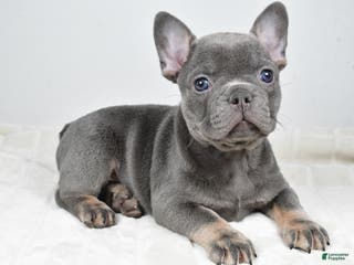 French Bulldog dogs Faith - Ad 18