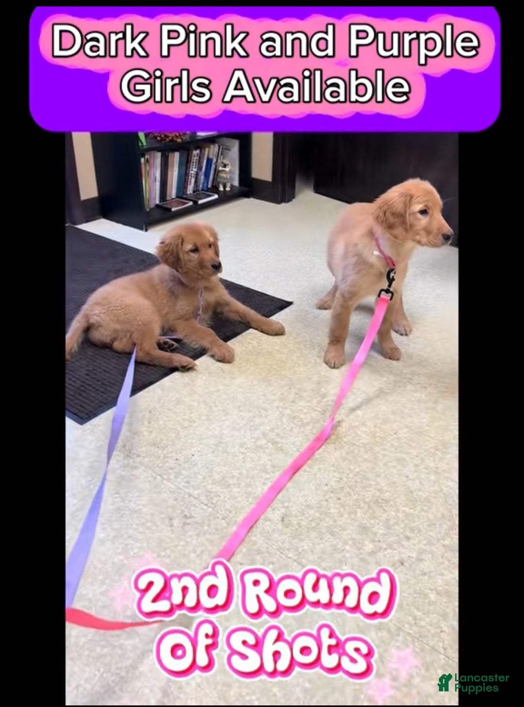 Golden Retriever dogs for sale: Golden Retriever Dark Pink Girl - Ad 52