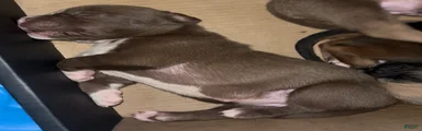 Mocha