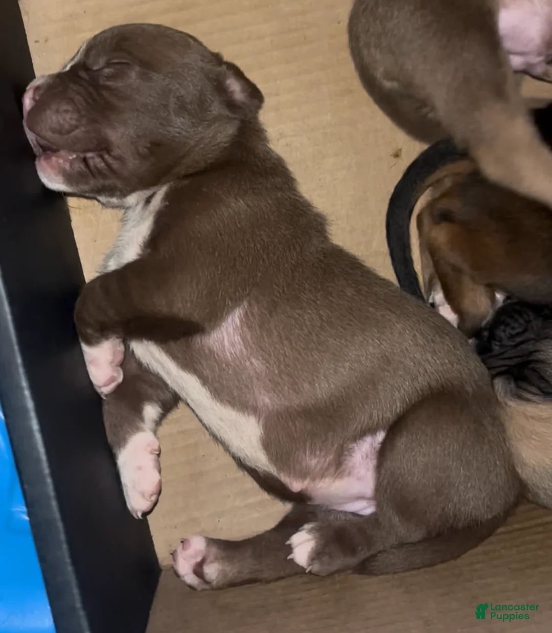 Mixed Breed dogs for sale: Mocha - Ad 1