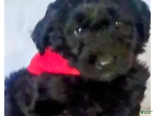 Mini Bernedoodle dogs Mini Bernedoodle Puppy 4 - Ad 8