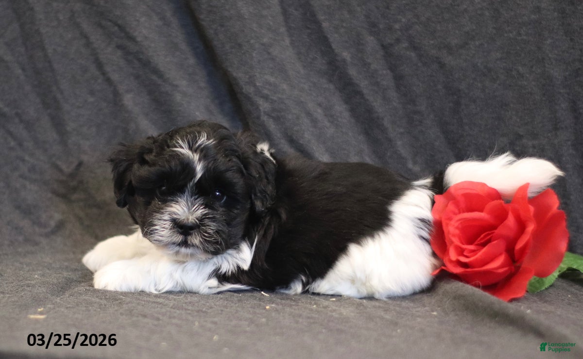 Teddy Bear dogs Noah - Ad 1