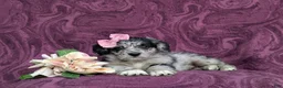 Corgipoo dogs for sale: Cassie - Ad 5