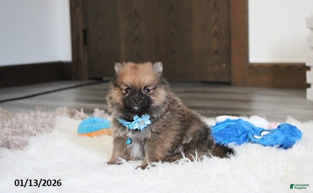 Pomeranian dogs for sale: Asher - Ad 5