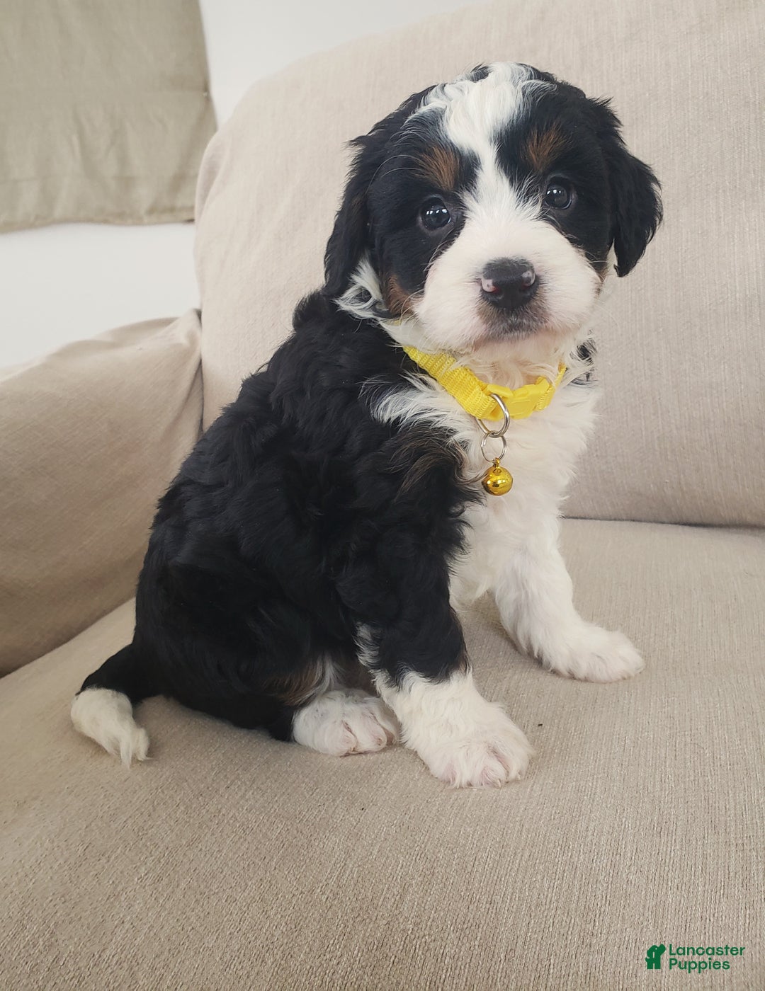 Mini Bernedoodle dogs for sale: Hazel - Ad 6