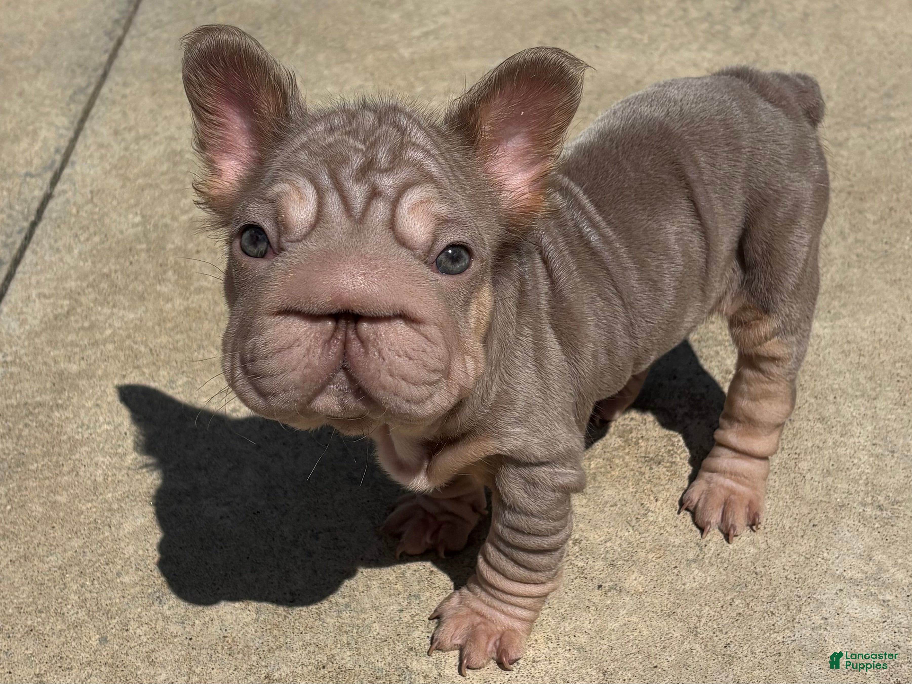 French Bulldog dogs Lottie - Ad 1