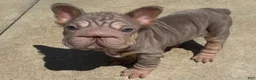 French Bulldog dogs for sale: Lottie - Ad 1