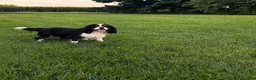 Cavalier King Charles Spaniel dogs for sale: Christopher Cavalier King Charles Spaniel  - Ad 5